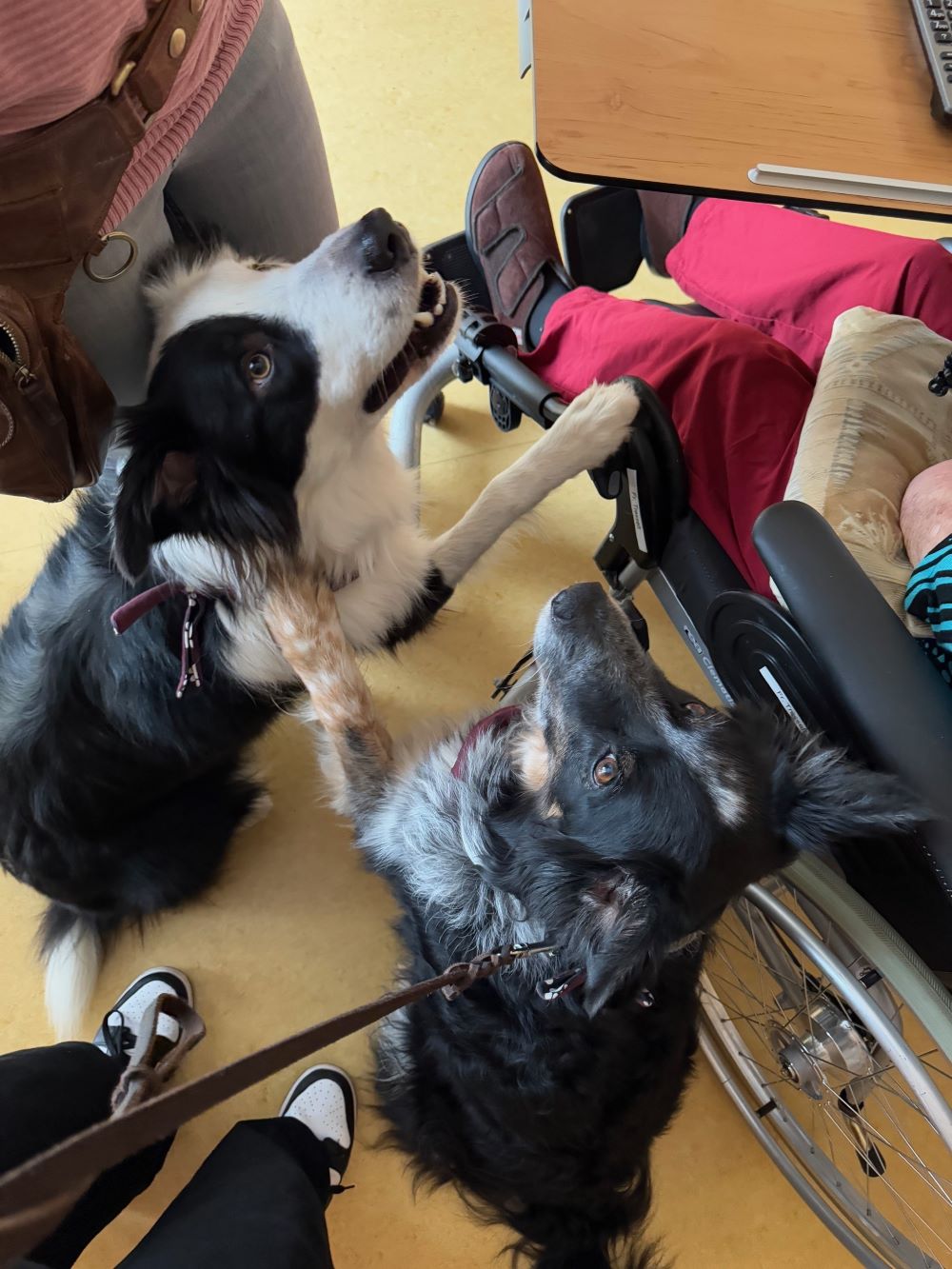 Besuchshunde Finley und Elvis im Haus Antonius