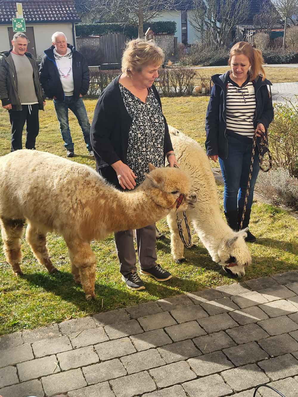 Tierischer Besuch: Alpakas im Seniorendomizil Haus Urban