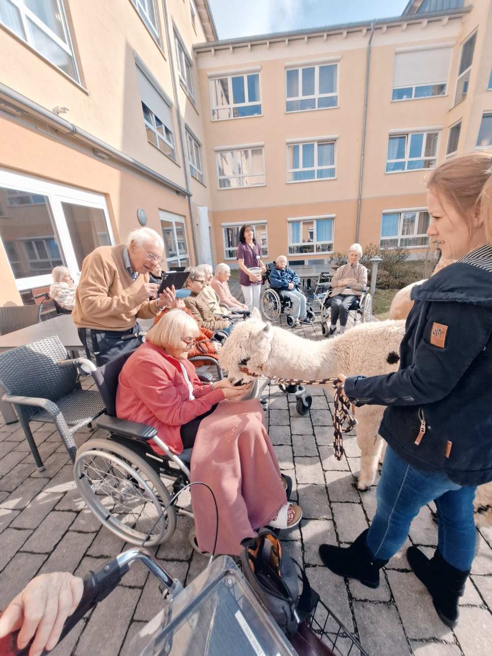 Tierischer Besuch: Alpakas im Seniorendomizil Haus Urban