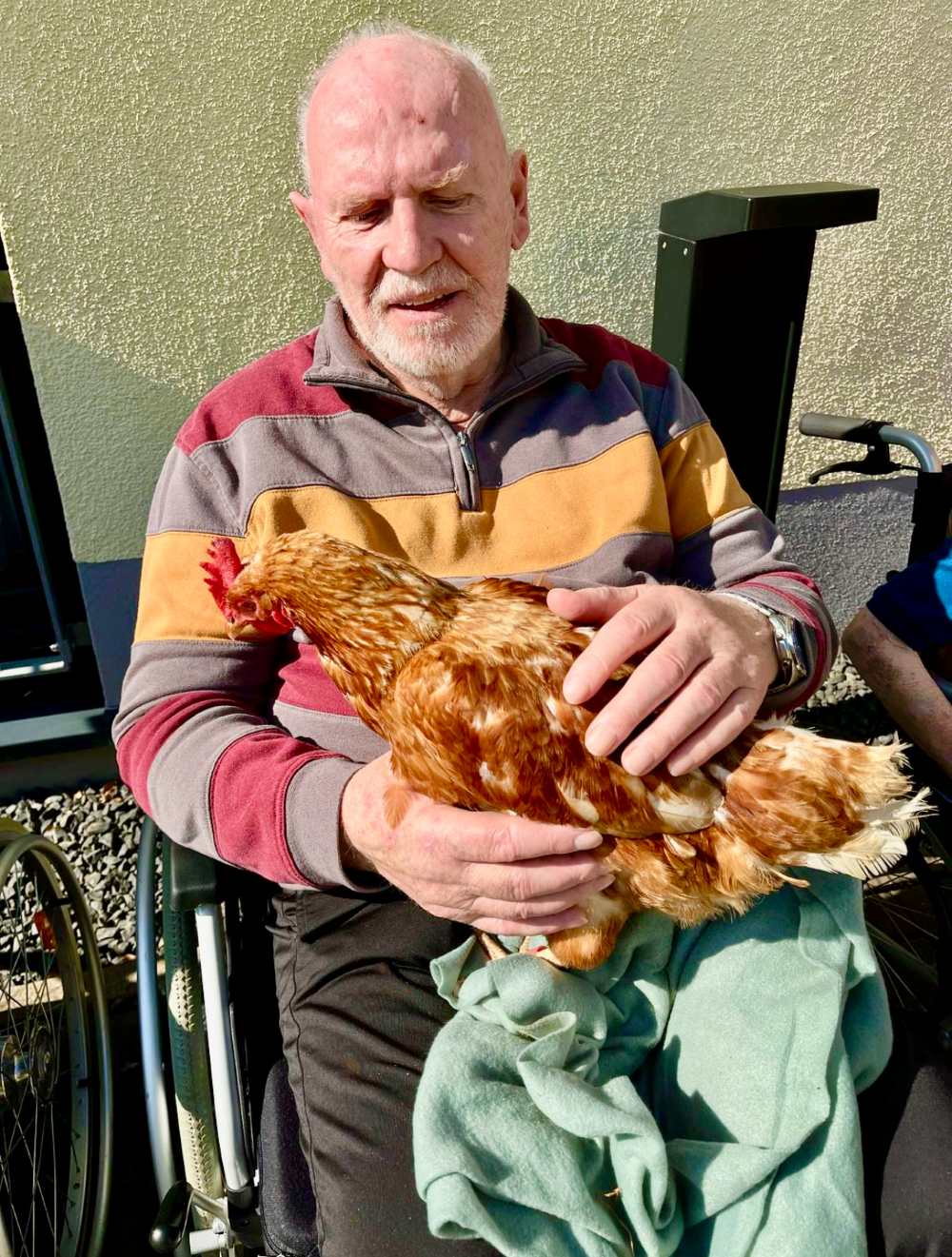 Tierischer Überraschungsbesuch in Nörvenich